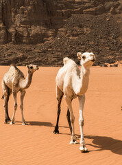 in the desert of Algeria, orange sand and two dromedaries