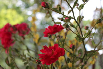 red flowers in the garden