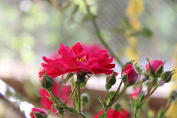 pink and white flowers in the garden