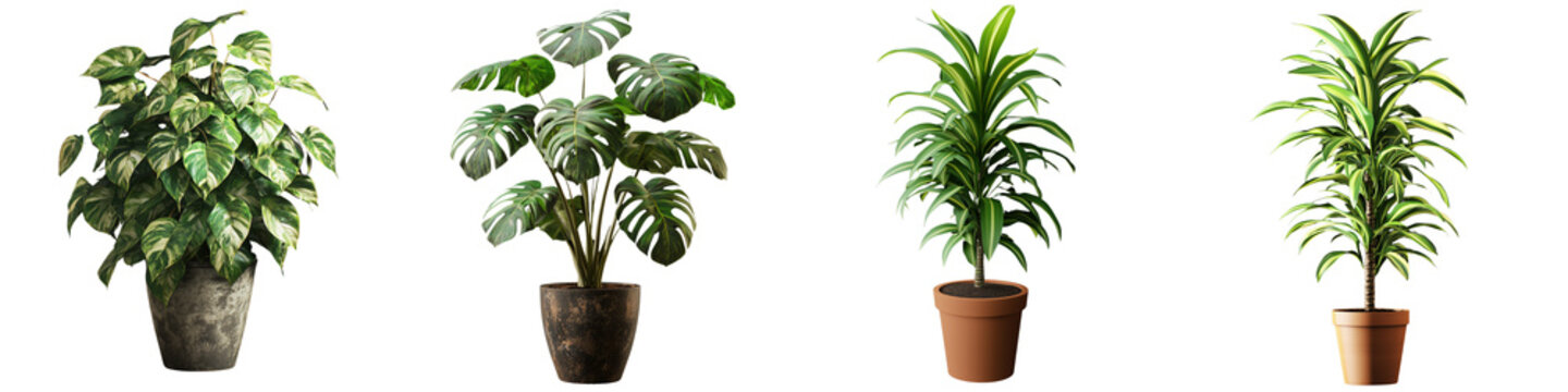  set of a potted draconian plant isolated on a transparent background