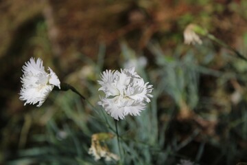 white flowers in the grass