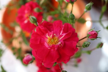 red and yellow flowers