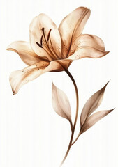 Isolated Real Pressed a lily flower dried art.
