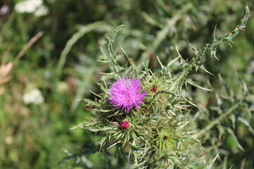 flower of a thistle