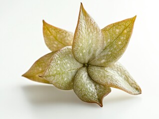 a close up of a small green flower with brown edges