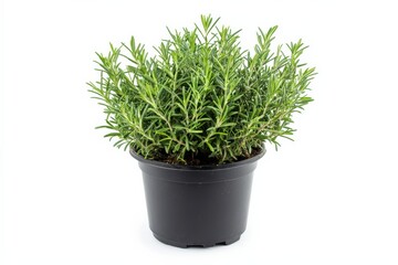 rosemary plant in black pot on white background