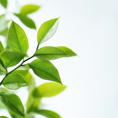 Naklejka premium close up of fresh green leaves on a bright white background