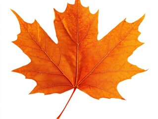 Fototapeta premium an orange maple leaf on a white background