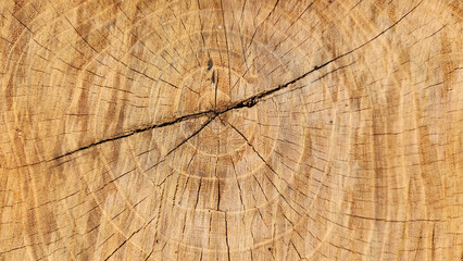 Fototapeta premium Texture of a cut log of a black locust tree as a design background