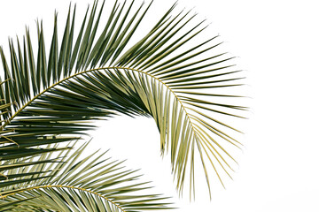 Obraz premium The leaf of the Canary Island date palm (Phoenix canariensis) is pinnate, arching, and feathery, providing dense, lush green foliage. Isolated on white background for design works.