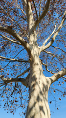 Upward angle to a London planetree (Platanus × hispanica) in a city park in winter