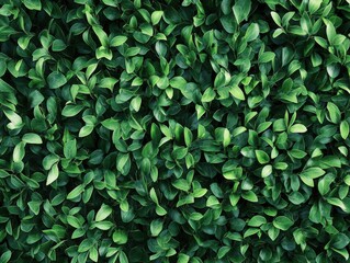 close-up of green leaves in a dense pattern