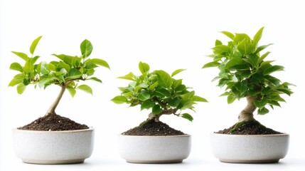 Fototapeta premium Three bonsai trees, growth stages, white background, nature