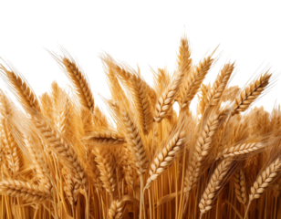 wheat field isolated on white background, cutout