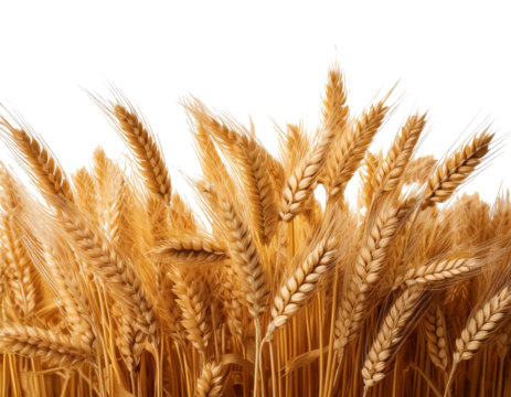 wheat field isolated on white background, cutout