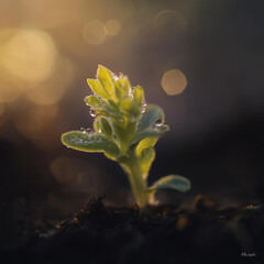 Emergent Life: A Verdant Sprout Breaks Free