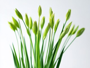 Fototapeta premium close up of green flower buds