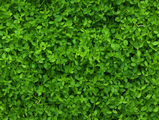 Obraz premium Fresh Thyme Sprigs with Detailed Textural Visualization