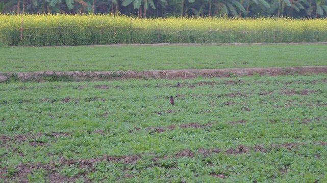 Coriander and mustard agriculture field with common myna birds 