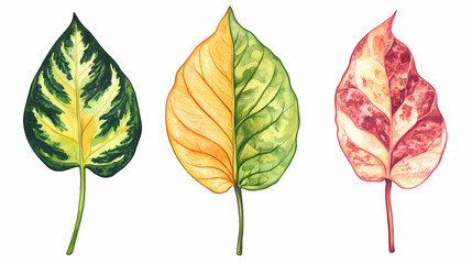 Obraz premium Set of tropical leaves collection on white background. Leafglow. Illustration