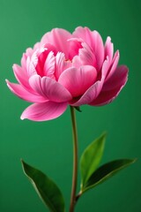 Fototapeta premium Large pink peony flower isolated on a green background, gardenia, blossom