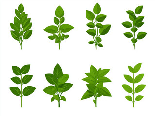 Fototapeta premium Green and Aromatic: Fresh Oregano Collection
