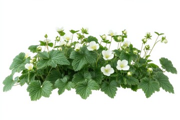 close-up of a flowering plant with white flowers and green leaves