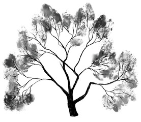 An old sprawling bare apple tree with many branches. Monochrome isolated illustration on white background