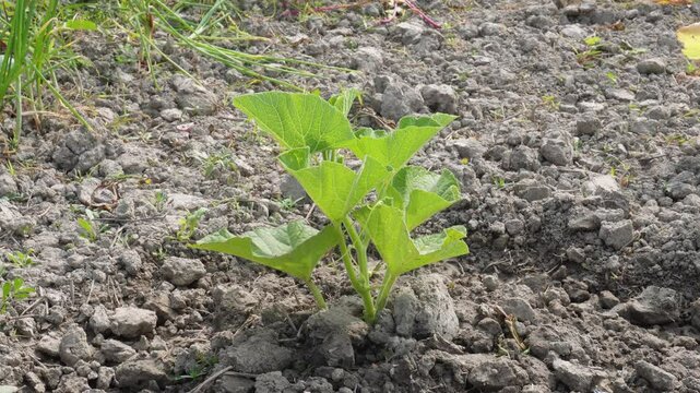 Bottle gourd plant growing on agriculture field