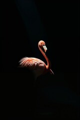 Dramatic Silhouetted Flamingo with Illuminated Neck Against Dark Backgroun