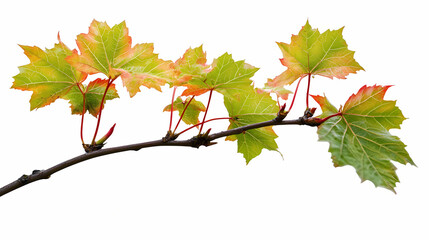 red sugar maple leaf leaves plant nature foliage stalk green tree transparent background cutout. Leafglow. Illustration