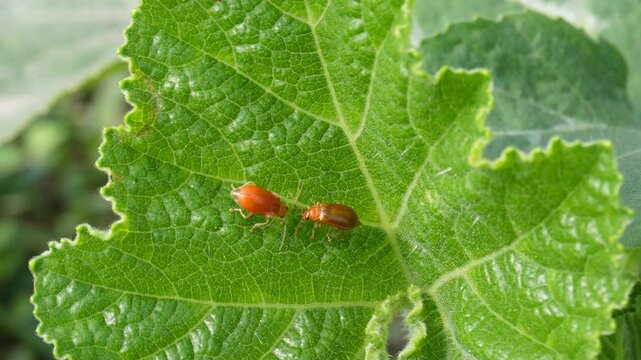 Aulacophora femoralis is a species of leaf beetle commonly known as the striped flea beetle or eggplant flea beetle.It is found in many parts of the world including Asia,Africa,and parts of Europe
