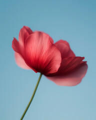 Single Pink Poppy Flower against Blue Sky