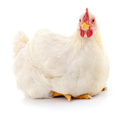 white hen isolated.