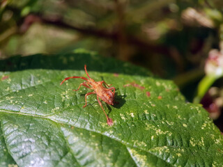 True bug insect summer leaf