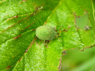 True bug insect summer leaf