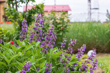Obraz premium Spring colors in the Botanical Garden of Bucharest