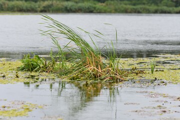 Plants growing on the water in the Danube Delta, Romania