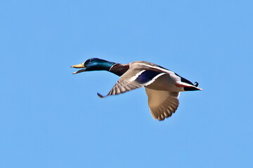 mallard