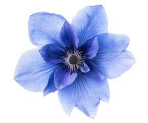 Obraz premium Stunning Close-up of a Vibrant Blue Flower; A Captivating Floral Image; Nature's Exquisite Beauty , isolated on white background PNG