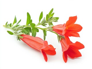 orange flowers with green leaves on a white background
