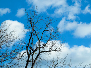 tree against sky