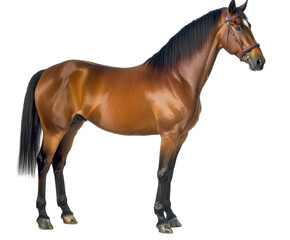 Obraz premium Majestic Brown Horse in a Stunning Profile Portrait , isolated on white background PNG