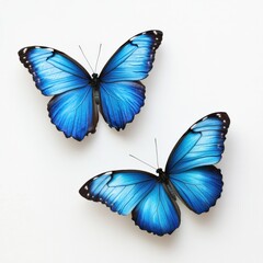 Obraz premium Two blue morpho butterflies on a white background