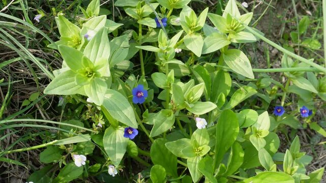 Lysimachia foemina is commonly known as blue pimpernel or poor man's weatherglass, and was formerly called Anagallis foemina