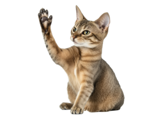 Playful Kitten Raising a Paw - Adorable Tabby Cat Image , isolated on white background PNG