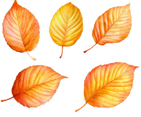 Fototapeta premium Autumn Leaves: Vibrant Hues of Fall Nature's Design , isolated on white background PNG