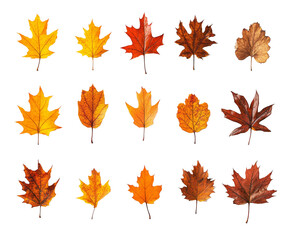 Fototapeta premium Autumn Leaves: A Spectrum of Colors and Shapes in Nature , isolated on white background PNG