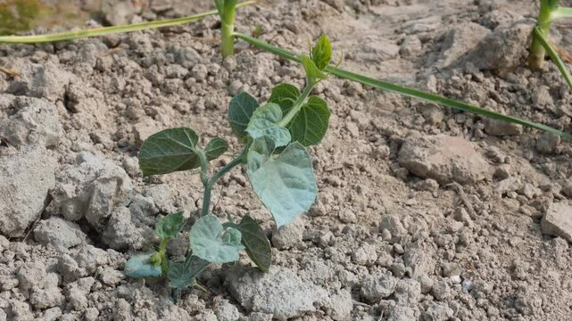 pointed gourd plants growing on agriculture field