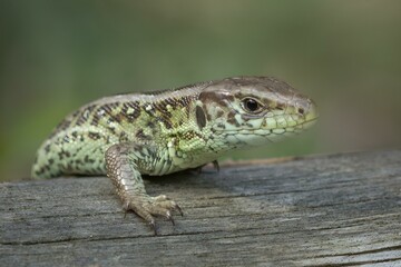 Portret samca jaszczurki zwinki © Henryk Guziak